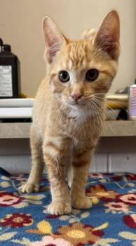 Stephen -  Domestic Short Hair Cat for Adoption in Marion, Ohio - Stephen | PetCurious