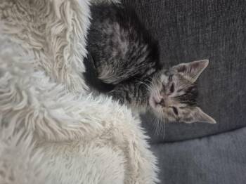 Luke -  Domestic Short Hair Cat for Adoption in Fruit Heights, Utah - Luke | PetCurious