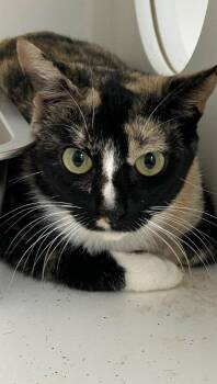 26-381 KitKat -  Domestic Short Hair Cat for Adoption in Tarboro, North Carolina - 26-381 KitKat | PetCurious