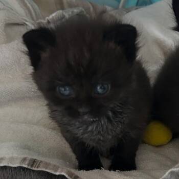Magic -  Domestic Medium Hair Cat for Adoption in Ferndale, Michigan - Magic | PetCurious