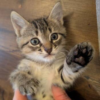 Rescue Domestic Short Hair Cats for Adoption in Austin, Texas - Amazing Grace 11 | PetCurious