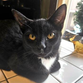 Hilton -  Domestic Short Hair Cat for Adoption - Hilton | PetCurious