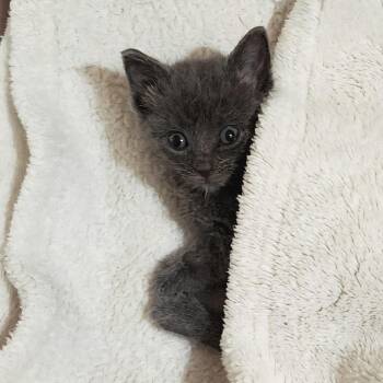 Minky -  Domestic Short Hair Cat for Adoption in Fairfax, Virginia - Minky | PetCurious