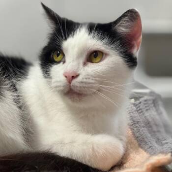 MooToo ARC26 - 109 -  Domestic Short Hair Cat for Adoption in Akron, New York - MooToo ARC26 - 109 | PetCurious