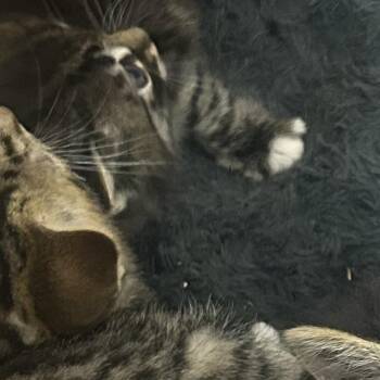 Domestic Short Hair Cats Available for Adoption in Philadelphia, Pennsylvania - West | PetCurious