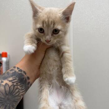 Liberty -  Domestic Short Hair Cat for Adoption in Morganton, North Carolina - Liberty | PetCurious