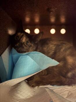 Southerland 9 -  Domestic Short Hair Cat for Adoption in Morgantown, Kentucky - Southerland 9 | PetCurious