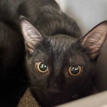 Skully -  Domestic Short Hair Cat for Adoption in Chicago, Illinois - Skully | PetCurious