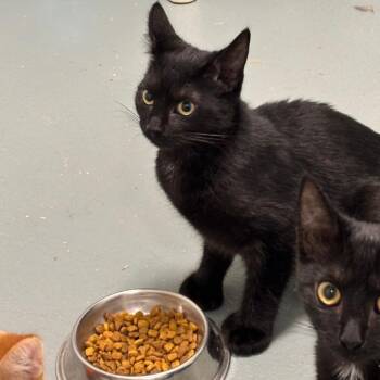 Penelope -  Domestic Short Hair Cat for Adoption in New York, New York - Penelope | PetCurious
