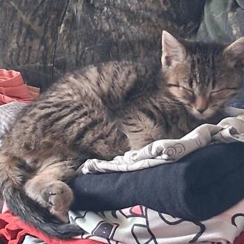 Little Bug -  American Shorthair Cat for Adoption in Lynchburg, Virginia - Little Bug | PetCurious