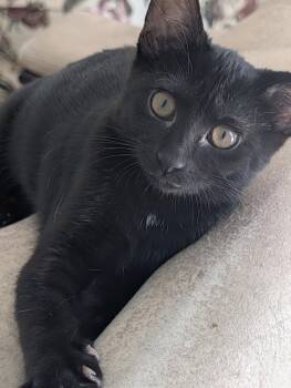 Moana -  Domestic Short Hair Cat for Adoption in Fort Myers, Florida - Moana | PetCurious