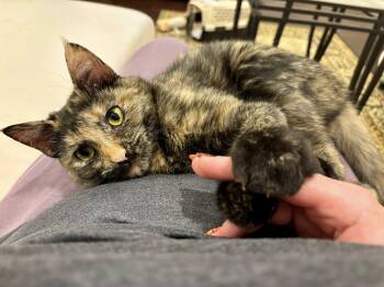 Rescue Domestic Short Hair Cats for Adoption in Vine Grove, Kentucky - Daphne ***Courtesy Post*** | PetCurious