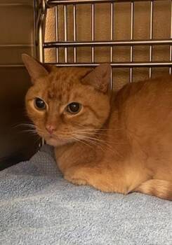 Leo -  Domestic Short Hair Cat for Adoption in Vancouver, Washington - Leo | PetCurious