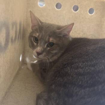 Sombr -  Domestic Short Hair Cat for Adoption in Philadelphia, Pennsylvania - Sombr | PetCurious