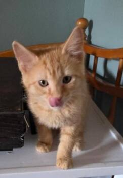 Ferb -  Domestic Medium Hair Cat for Adoption in Phoenix, Arizona - Ferb | PetCurious