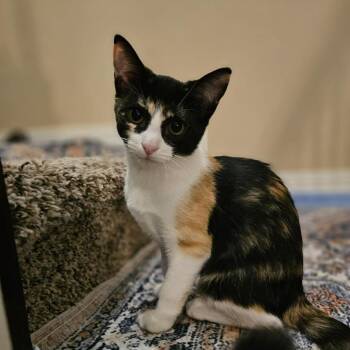 Maxine JP -  Domestic Short Hair Cat for Adoption in Austin, Texas - Maxine JP | PetCurious