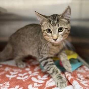 Kitten (3) 07/07/2026 -  Domestic Short Hair Cat for Adoption in Bullhead City, Arizona - Kitten (3) 07/07/2026 | PetCurious