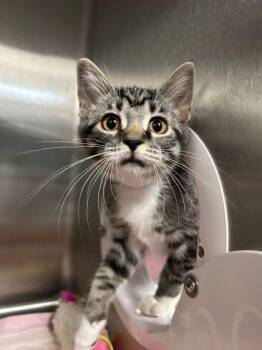 Princess -  Domestic Short Hair Cat for Adoption in Munster, Indiana - Princess | PetCurious