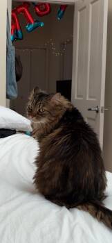 Kitanna -  Domestic Short Hair Cat for Adoption - Kitanna | PetCurious