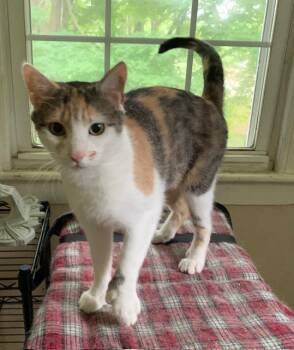 Rescue Dilute Calico Cats for Adoption in Naugatuck, Connecticut - Polly | PetCurious