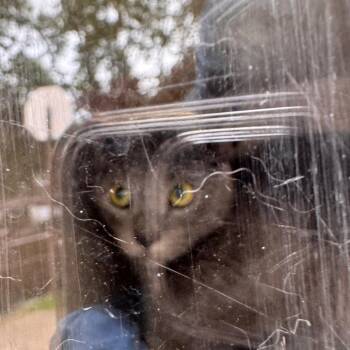 Dos -  Domestic Short Hair Cat for Adoption in Philadelphia, Pennsylvania - Dos | PetCurious