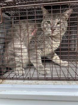 Domestic Medium Hair Cats Available for Adoption - A651048 | PetCurious