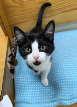 Big Top -  Domestic Short Hair Cat for Adoption in Medina, Ohio - Big Top | PetCurious