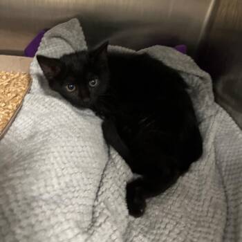 Mr Fantastic -  Domestic Short Hair Cat for Adoption in Chattanooga, Tennessee - Mr Fantastic | PetCurious