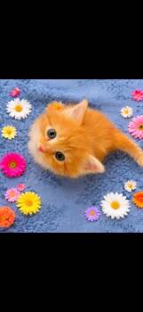 Domestic Medium Hair Cats Available for Adoption in Johnson City, Tennessee - Cheddar | PetCurious