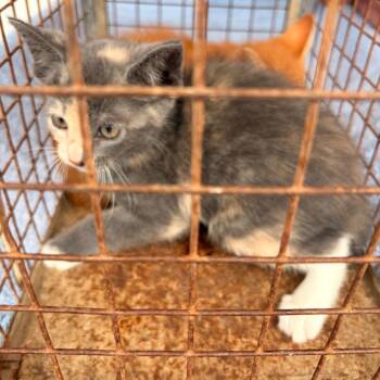 Domestic Short Hair Cats Available for Adoption in Edinburg, Texas - Miley | PetCurious