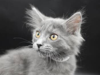 Charmz -  Domestic Long Hair Cat for Adoption in Portland, Oregon - Charmz | PetCurious