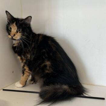 C30 -  Domestic Short Hair Cat for Adoption in Portland, Texas - C30 | PetCurious