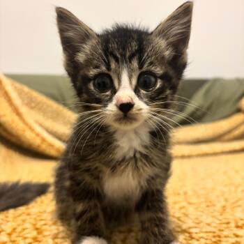 Purrcival -  Domestic Short Hair Cat for Adoption in Ferndale, Michigan - Purrcival | PetCurious