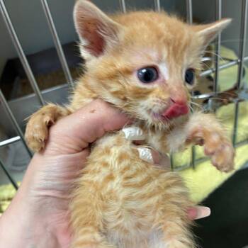 Kitten 1 -  Domestic Short Hair Cat for Adoption in Harrisonburg, Virginia - Kitten 1 | PetCurious