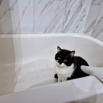 Rescue Domestic Short Hair Cats for Adoption in Evanston, Illinois - Valerie | PetCurious