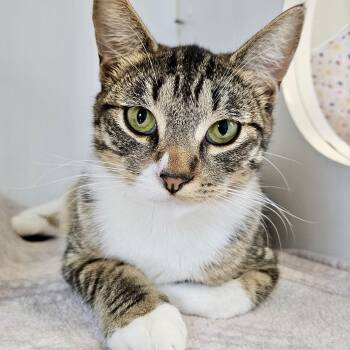 Domestic Short Hair Cats Available for Adoption - Shroom (bonded W/Shitake) | PetCurious