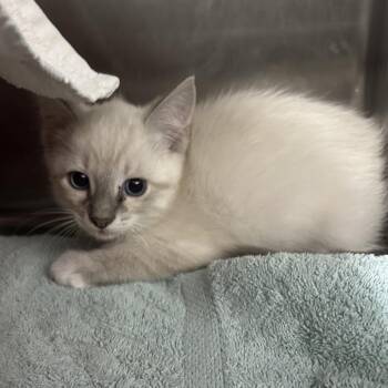 Igloo -  Domestic Medium Hair Cat for Adoption in Taos, New Mexico - Igloo | PetCurious