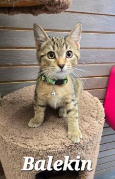Balekin -  Domestic Short Hair Cat for Adoption in Sidney, Ohio - Balekin | PetCurious