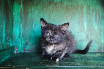Buttercup -  Domestic Short Hair Cat for Adoption in San Antonio, Texas - Buttercup | PetCurious