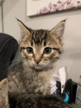 Dana -  Domestic Short Hair Cat for Adoption in Dayton, Minnesota - Dana | PetCurious