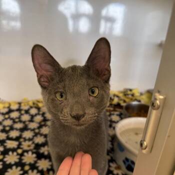 Domestic Short Hair Cats Available for Adoption - Kiki | PetCurious