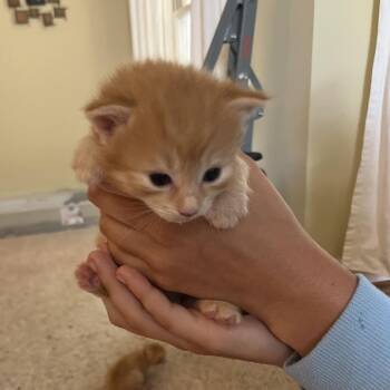 Macaron 2735 -  Domestic Short Hair Cat Available for Adoption in Hamilton, Georgia - Macaron 2735 | PetCurious
