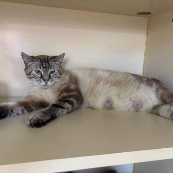 Kasia -  Siamese Cat for Adoption in Hinesville, Georgia - Kasia | PetCurious