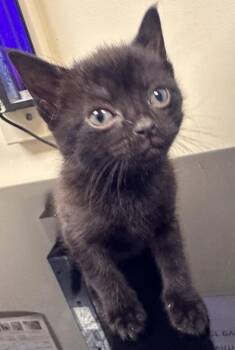 Domestic Short Hair Cats Available for Adoption - Iron | PetCurious