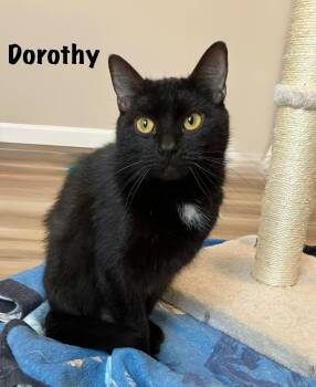 Domestic Short Hair Cats Available for Adoption - Dorothy | PetCurious