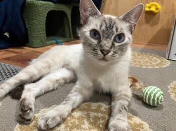 Summer -  Siamese Cat for Adoption in Oceanside, California - Summer | PetCurious