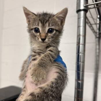 Domestic Short Hair Cats Available for Adoption in Edinburg, Texas - Camry | PetCurious