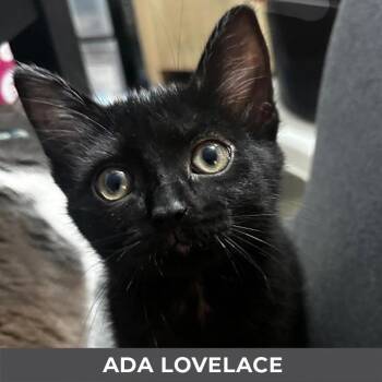 Ada Lovelace -  Domestic Short Hair Cat for Adoption in Toronto, Ontario - Ada Lovelace | PetCurious