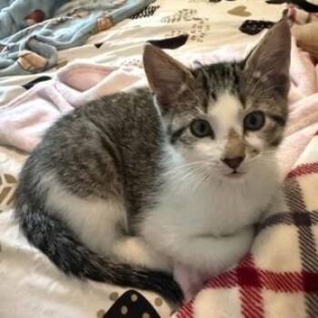 Figaro -  Domestic Short Hair Cat for Adoption in Rochester, Minnesota - Figaro | PetCurious
