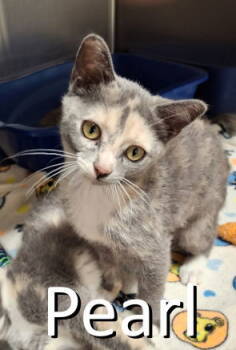 Rescue Dilute Calico Cats for Adoption in Mountain View, Arkansas - Pearl | PetCurious